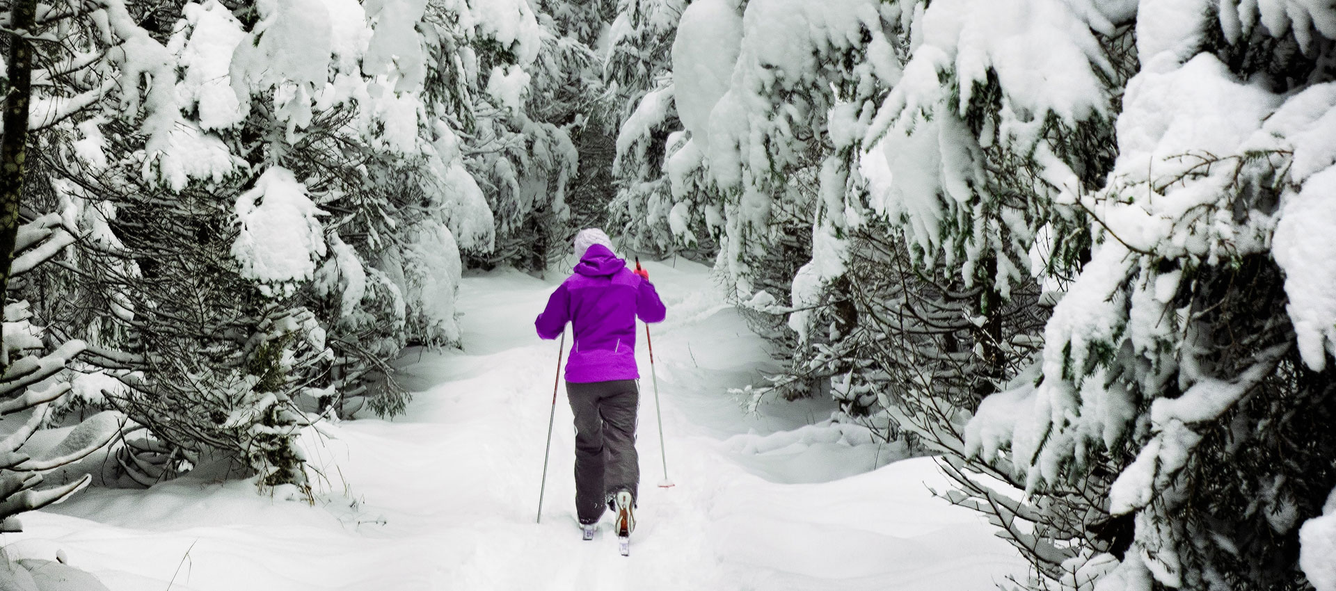 Cross-country skiing in Pejo Val di Sole