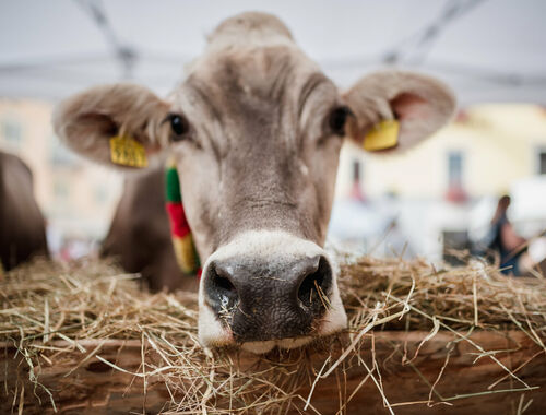Festa dell’Agricoltura in Val di Peio 2026: programma, date e tradizioni