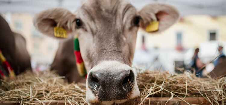 Festa dell’Agricoltura in Val di Peio 2026: programma, date e tradizioni | Active Hotel Gran Zebrù